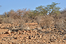 129 Samburu