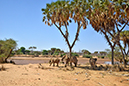 184 Samburu