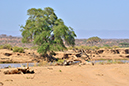 146 Samburu