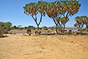 188 Samburu