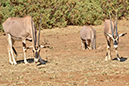 164 Samburu