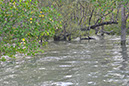 32 Santubong River
