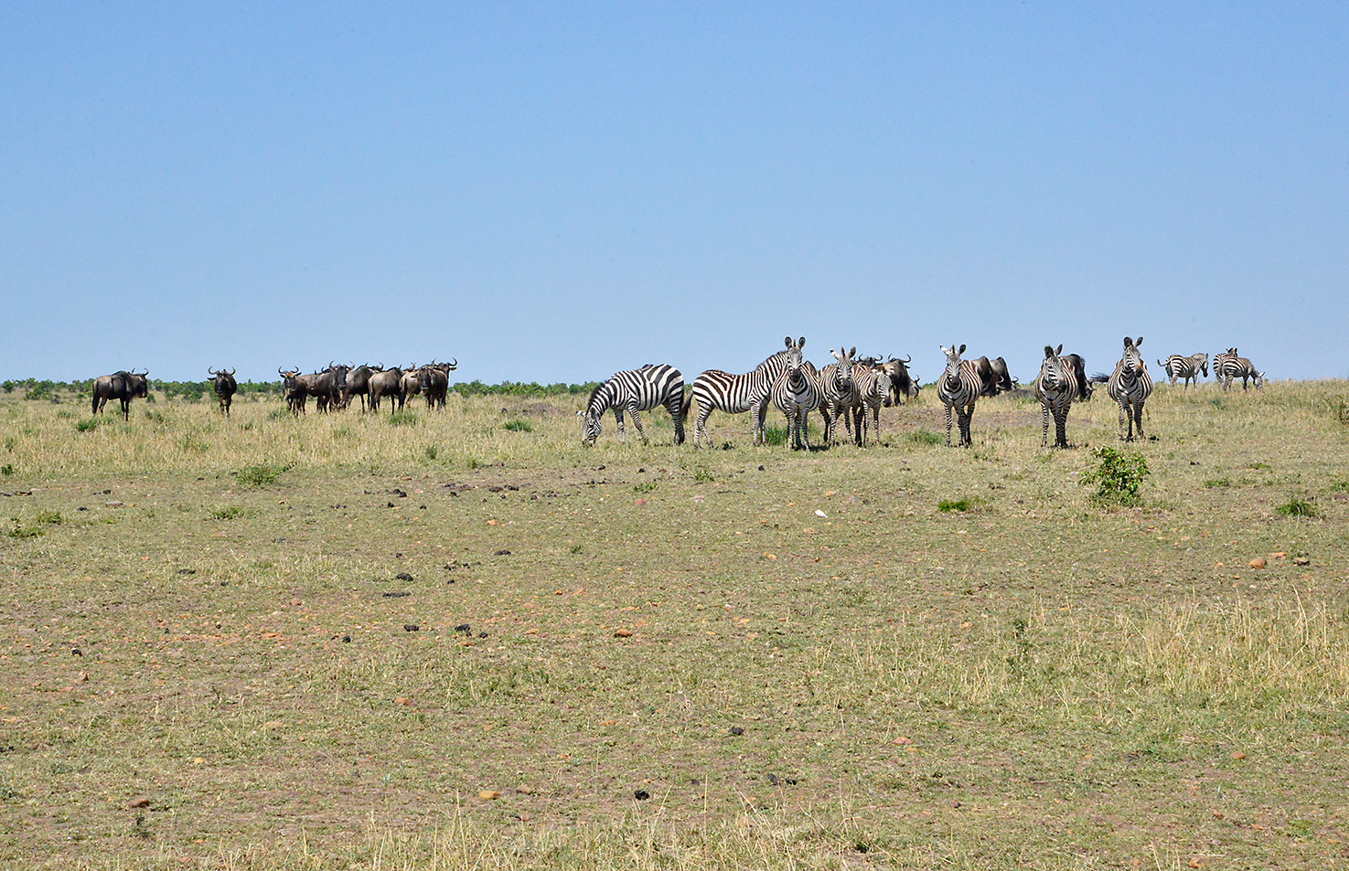 118 Masai Mara 1