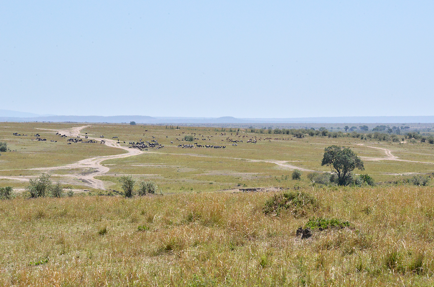 139 Masai Mara 1