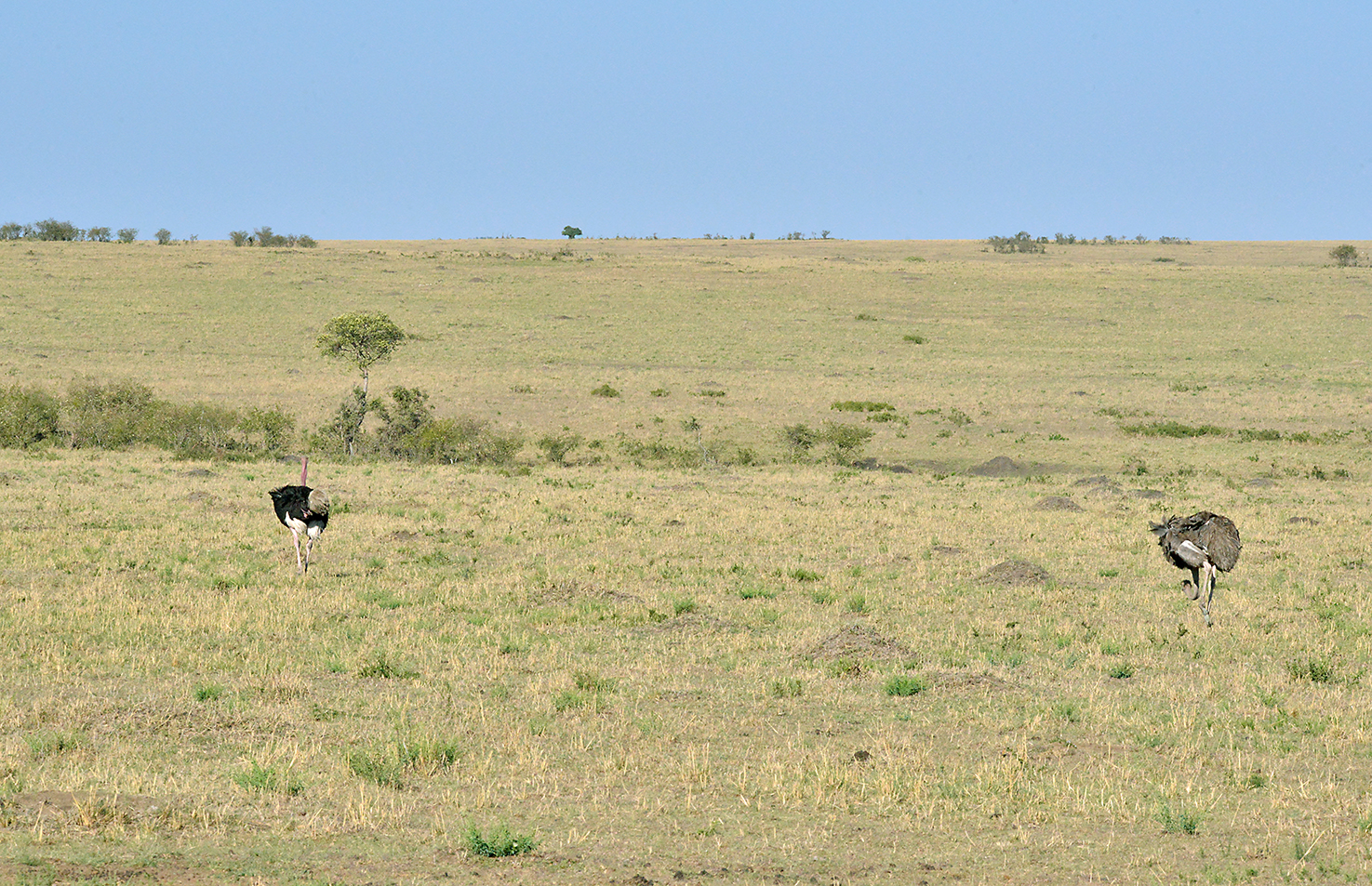 067 Masai Mara 1
