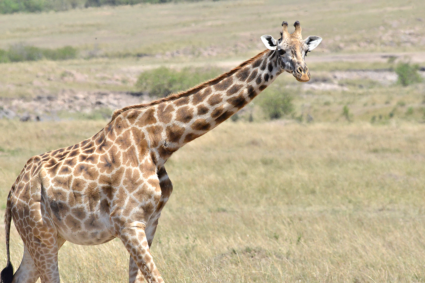 141 Masai Mara 1