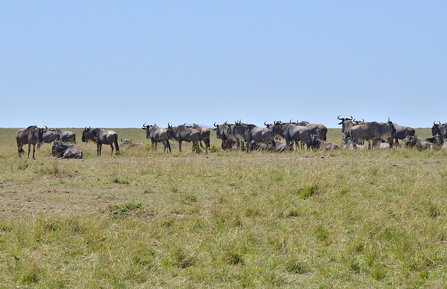 121 Masai Mara 1