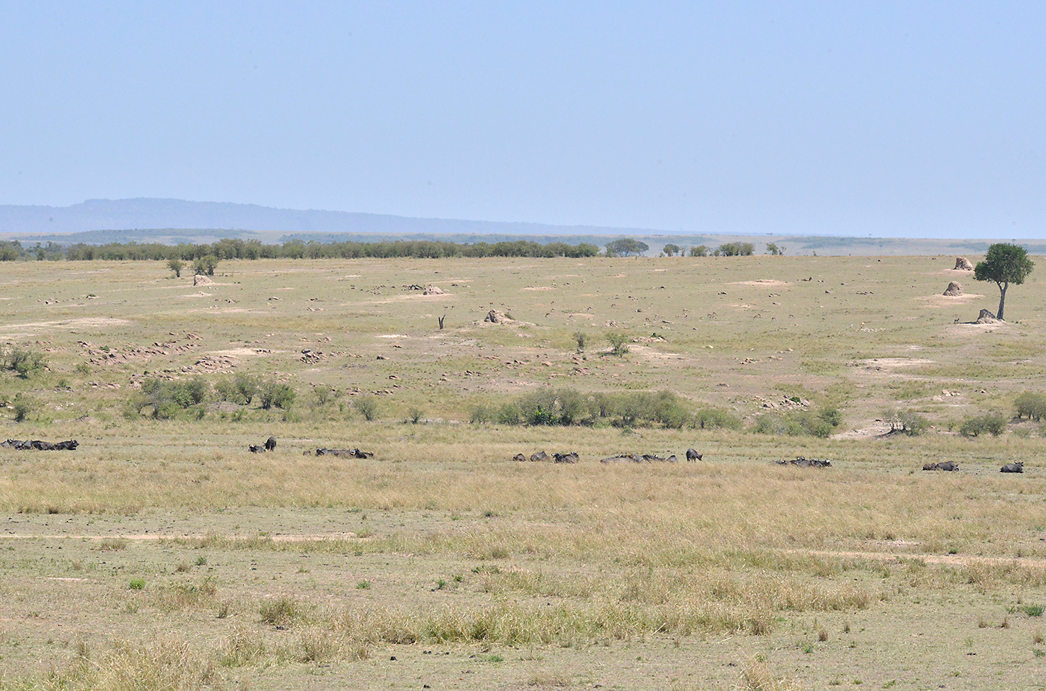 138 Masai Mara 1