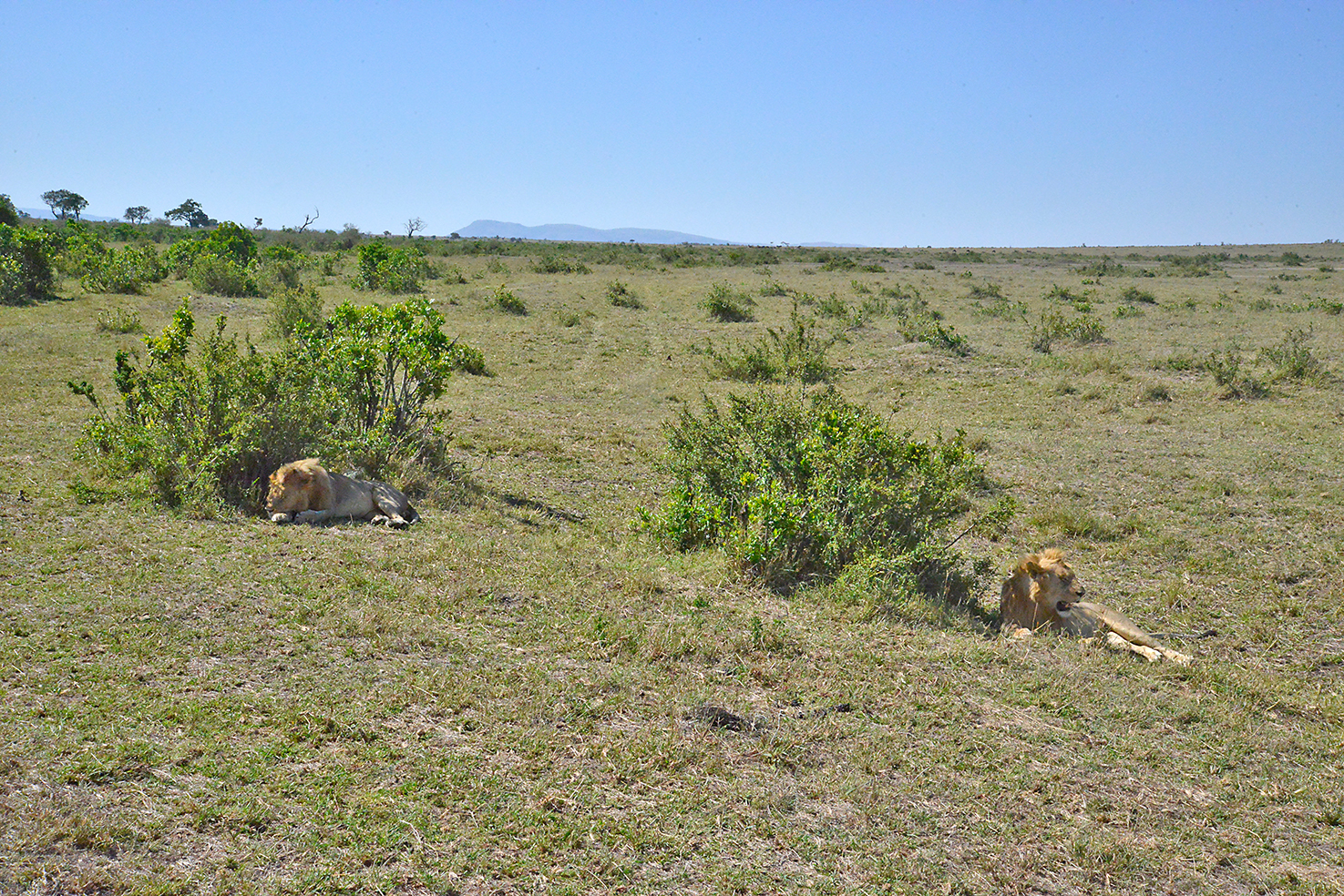 092 Masai Mara 1
