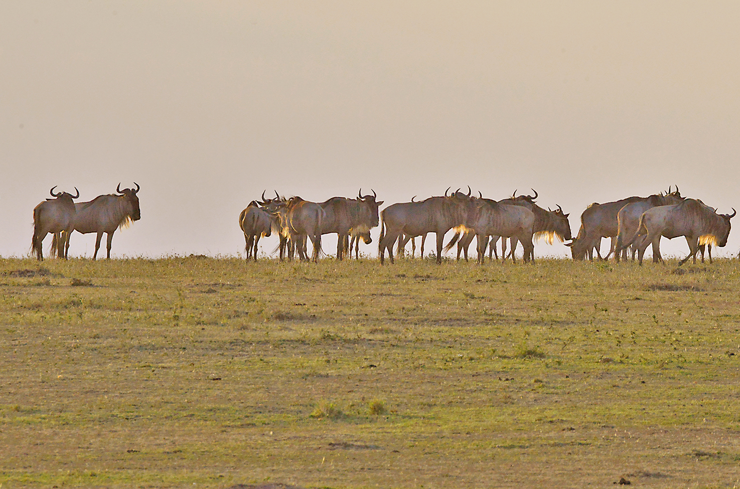 048 Masai Mara 1