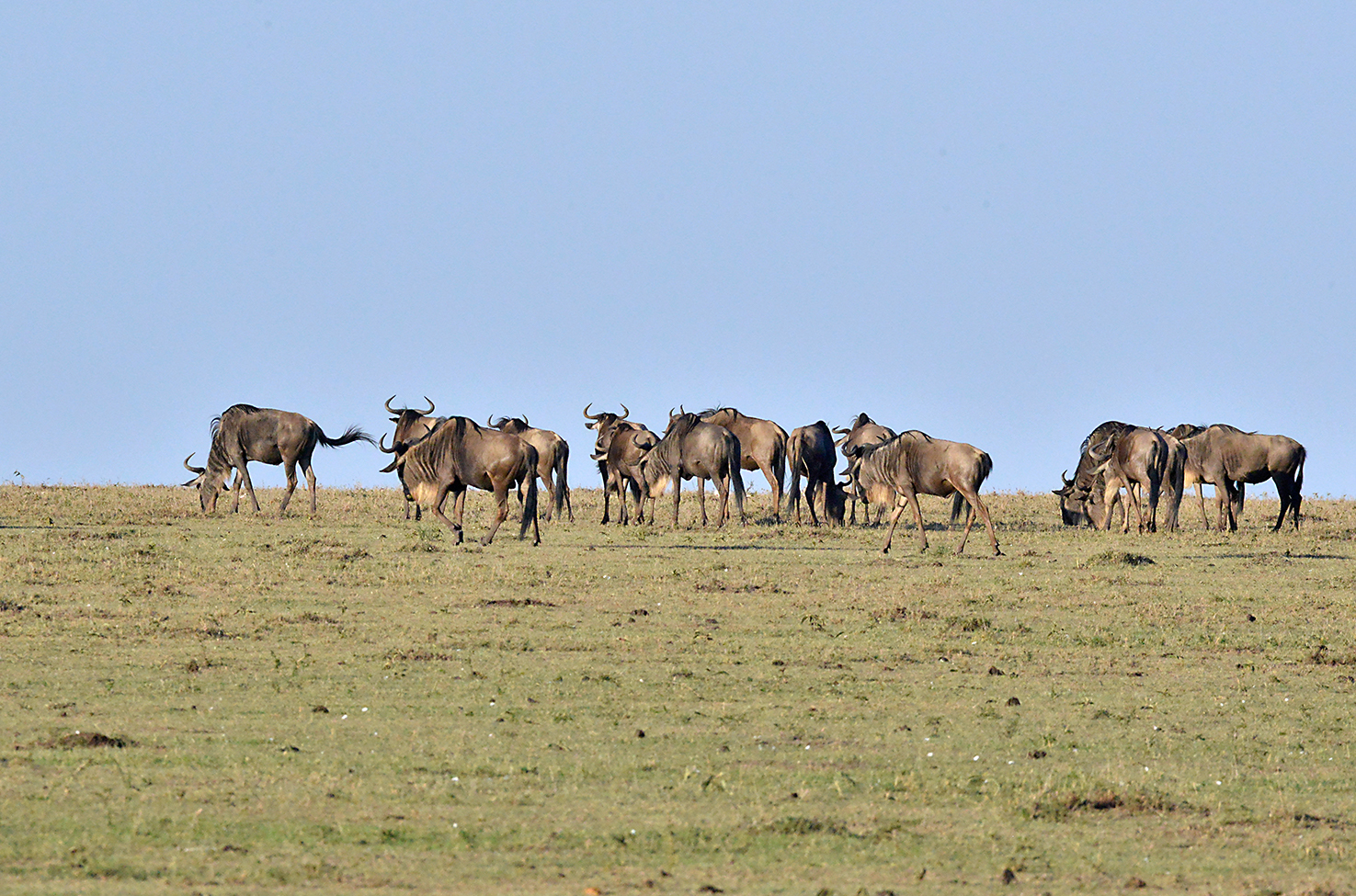 040 Masai Mara 1