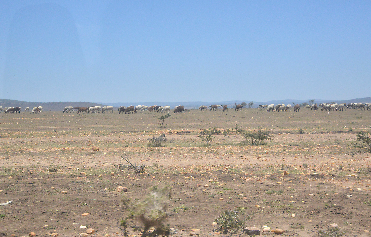 002 Masai Mara 1