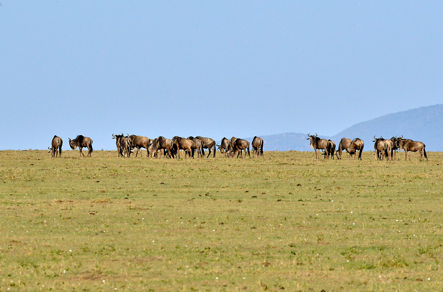 038 Masai Mara 1