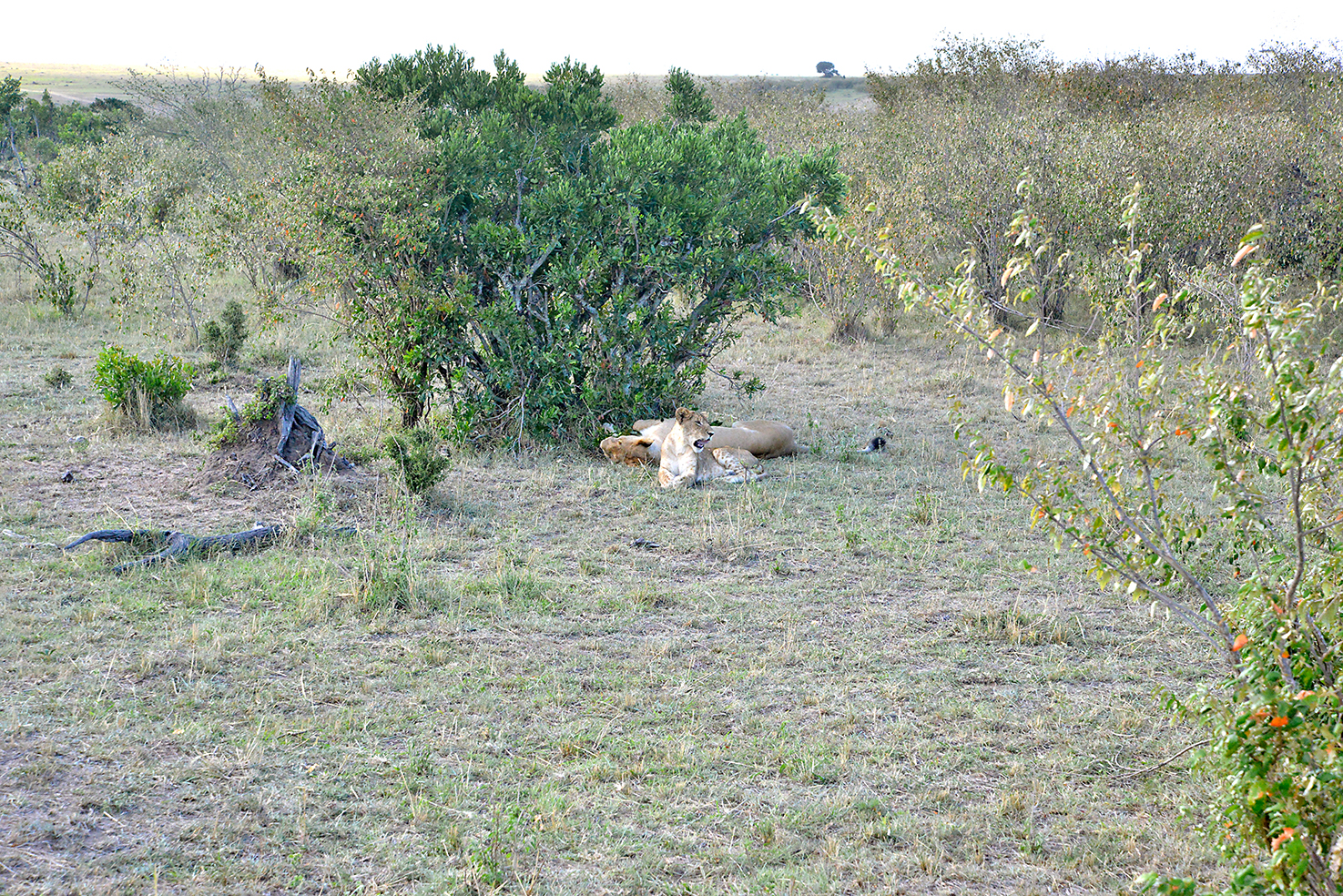 018 Masai Mara 1