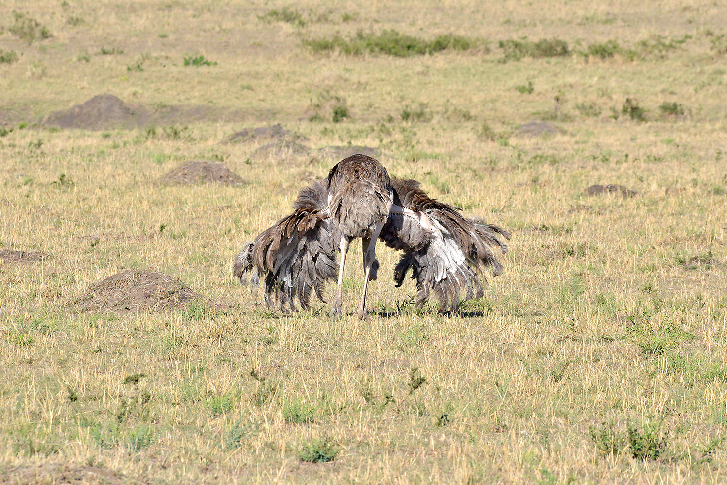 072 Masai Mara 1