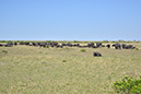 126 Masai Mara 1