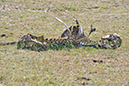 105 Masai Mara 1