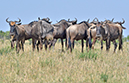 117 Masai Mara 1