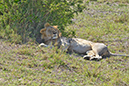 093 Masai Mara 1