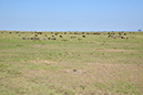 084 Masai Mara 1