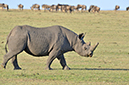 039 Masai Mara 1