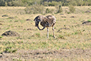 070 Masai Mara 1