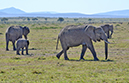 100 Masai Mara 1