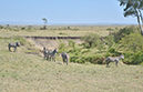 108 Masai Mara 1