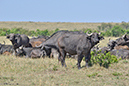 124 Masai Mara 1