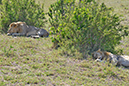 095 Masai Mara 1
