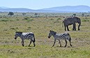 103 Masai Mara 1