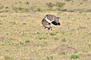 073 Masai Mara 1