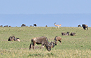 083 Masai Mara 1