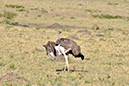 071 Masai Mara 1