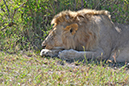 094 Masai Mara 1