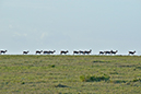 049 Masai Mara 1