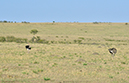 067 Masai Mara 1