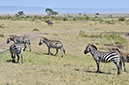 113 Masai Mara 1