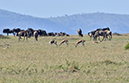 077 Masai Mara 1