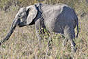 066 Masai Mara 1
