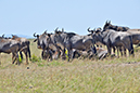 122 Masai Mara 1