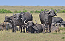 125 Masai Mara 1