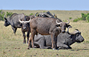 123 Masai Mara 1