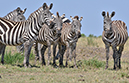 114 Masai Mara 1