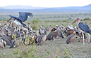 054 Masai Mara 1