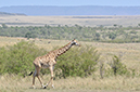 140 Masai Mara 1