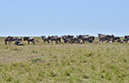 121 Masai Mara 1