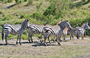 107 Masai Mara 1