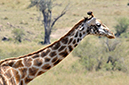 143 Masai Mara 1