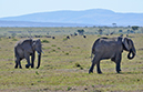 102 Masai Mara 1